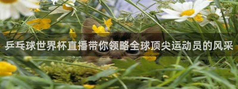 中国 世界杯:乒乓球世界杯直播带你领略全球顶尖运动员的风采